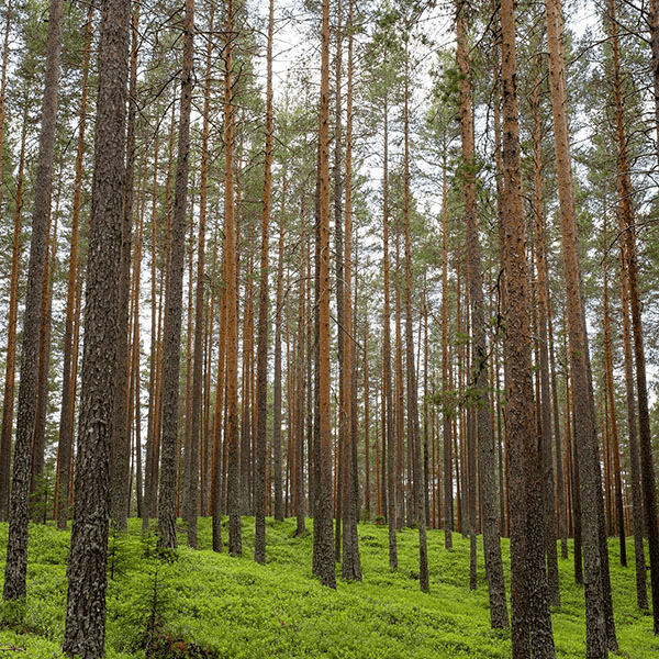 Environmental Mission